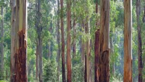 ¿Ayudan los árboles invasores a mitigar el cambio climático?
