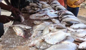 Llegó el pescado de Semana Santa y comienza abarrotar los mercados de Maracaibo