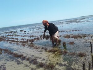 Los aprendizajes en las granjas de algas gestionadas por mujeres en las costas de Kenia