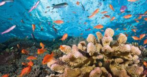 Los arrecifes de coral se enfrentan a una gran amenaza