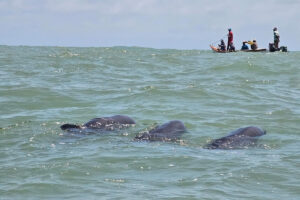 Más de 200 delfines varados fueron rescatados en Morrocoy