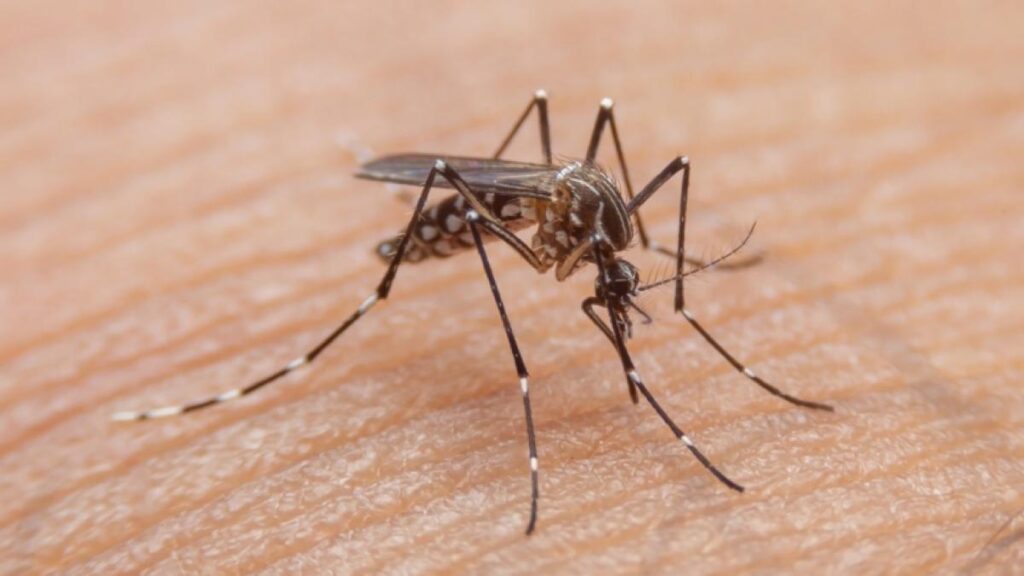 Menor de edad habría fallecido en Bucaramanga tras brote de dengue