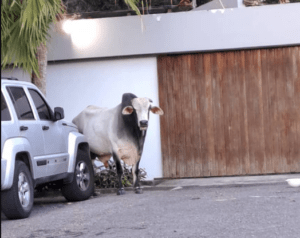 "Muñeco", el toro que deambulaba por La Boyera, ya se encuentra en su hogar