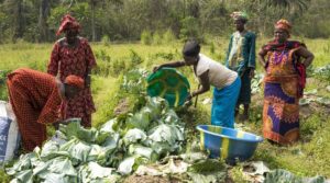 ONU pide invertir más en cerrar brecha de género agroalimentaria