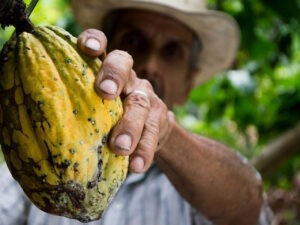 Productores esperan la aprobación de la “Ley del Cacao” para proteger este recurso