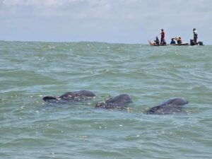 Rescatados más de 200 delfines que quedaron varados en una playa del estado Falcón