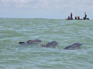 Rescatados más de 200 delfines que vararon en el Parque Nacional Morrocoy