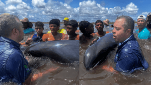 Rescatan más de 200 delfines varados en costas de Falcón