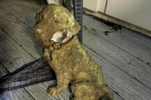 Rescatistas de animales se movilizaron para salvar a un perro atrapado en el barro pero resultó ser solo una estatua