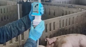 Tecnología IoT para detectar enfermedades en el porcino a través del agua