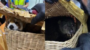Animales rescatados del aeropuerto de Bangkok, Tailandia