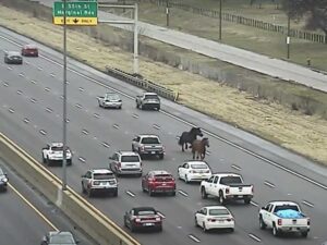 VIDEO: Dos caballos se le escaparon a la policía en Cleveland y causaron caos en una autopista