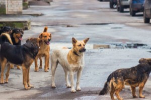 denuncian envenenamiento masivo de mascotas en Lara y dueños exigen investigaciones