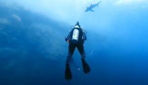 filmó el ataque de tiburón más nítido de todos los tiempos y no sale del shock (VIDEO)