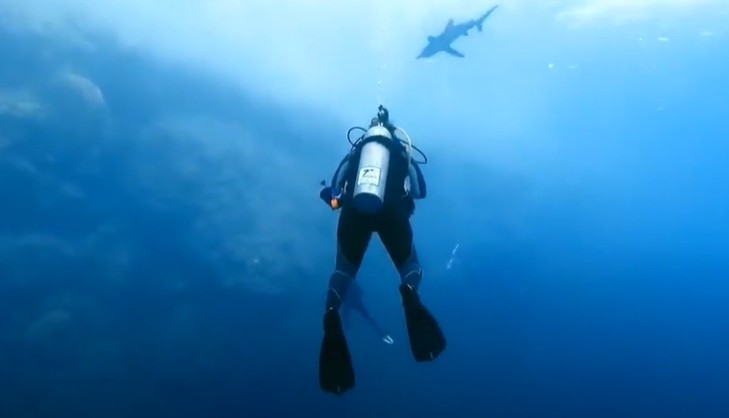 filmó el ataque de tiburón más nítido de todos los tiempos y no sale del shock (VIDEO)