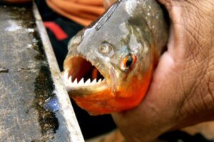 inesperado ataque de peces pirañas dejó a varias personas heridas