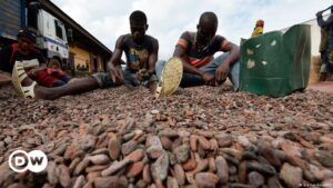 ¿A quién benefician los precios récord del cacao? – DW – 30/03/2024