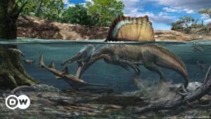 ¿Es el espinosaurio el dinosaurio más polémico? – DW – 08/03/2024