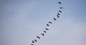 ¿Por qué las aves vuelan en forma de V? El secreto detrás del vuelo de las aves migratorias