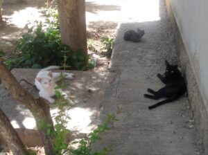A diestra y siniestra envenenan gatos en Hugo Chávez