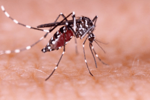 Academia Nacional de Medicina pide al Ministerio informar sobre casos de dengue