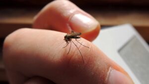 Academia de Medicina pide al gobierno publicar cifras sobre casos de dengue