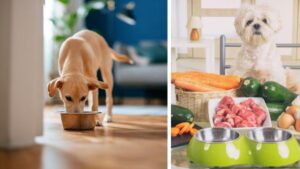 Alimentos naturales que son buenos para su perro o gato: huevo y zanahoria