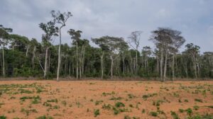 Brasil y Colombia reducen sus niveles de deforestación