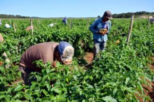 CIIP: Portuguesa ocupa el primer lugar como productor de rubros agrícolas en el país