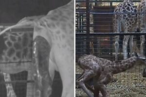 Cámara de un zoológico en Inglaterra captó el momento en el que una jirafa dio a luz (+Video)