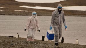 Científicos investigan fallecimiento de miles de pingüinos antárticos, sospechan de gripe aviar