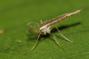 Confirman que hubo mosquitos fantasmas en Nueva Zelanda