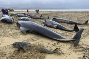 Decenas de ballenas piloto se vararon en una playa del suroeste de Australia