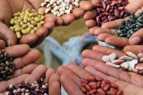 Desarrollan programa de rescate y conservación de semillas para apoyar la "soberanía agroalimentaria" en el país