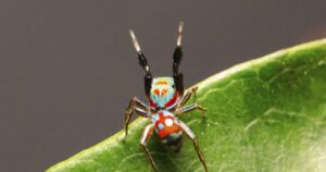 Descubren una araña que parece... ¿una planta?, ¿una hormiga? Es mimetismo en estado puro