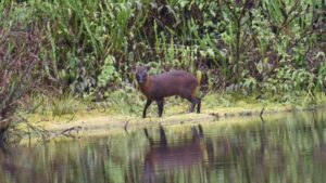 descubren-un-hermoso-ciervo-en-peru-el-pudu-de-la-yunga-peruana