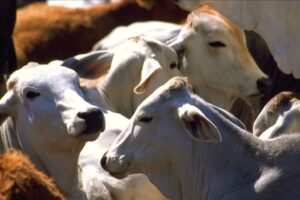 Detectan en Portuguesa casos de rabia paralítica bovina