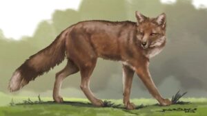 Dusicyon avus, el zorro americano que fue amigo de los primeros hombres