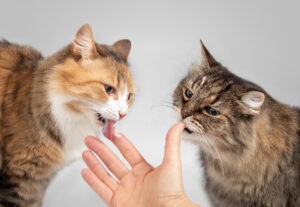 Estas pruebas demuestran que tu gato podría comerte