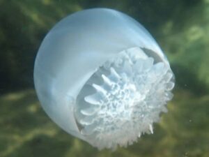 Factores que influyen en la aparición de las medusas bola de cañón en Venezuela