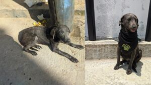 'Firulais', un perrito abandonado fue cuidado y protegido por la Policía