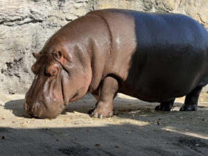 Hipopótamo dejó méxico como macho y llegó Japón como hembra