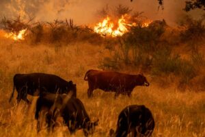 Inparques pide no hacer daño a animales forzados a migrar por incendios forestales