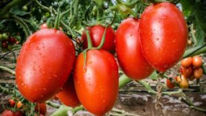 Isola Foods se alió con ONG Dividendo Voluntario para producir tomate