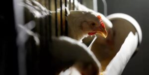 La OMS advierte que hay que vigilar de cerca la transmisión de la gripe aviar H5N1 a humanos: "Es una enorme preocupación" - AlbertoNews
