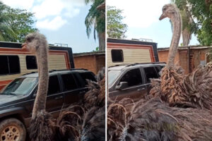 Los avestruces que cayeron de un camión y corrieron por el puente sobre el Lago de Maracaibo se encuentran en buen estado de salud