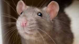Los embriones de ratones hambrientos posponen su desarrollo al notar falta de nutrientes