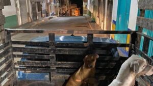 Más de 20 perros fueron envenenados en Codazzi (Cesar)