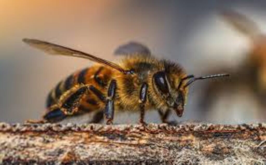 Nueva York protegerá sus abejas con hoteles y búnkeres en calles y plazas públicas