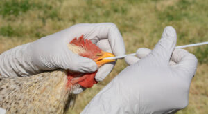 OMS advierte sobre la transmisión de la gripe aviar en humanos